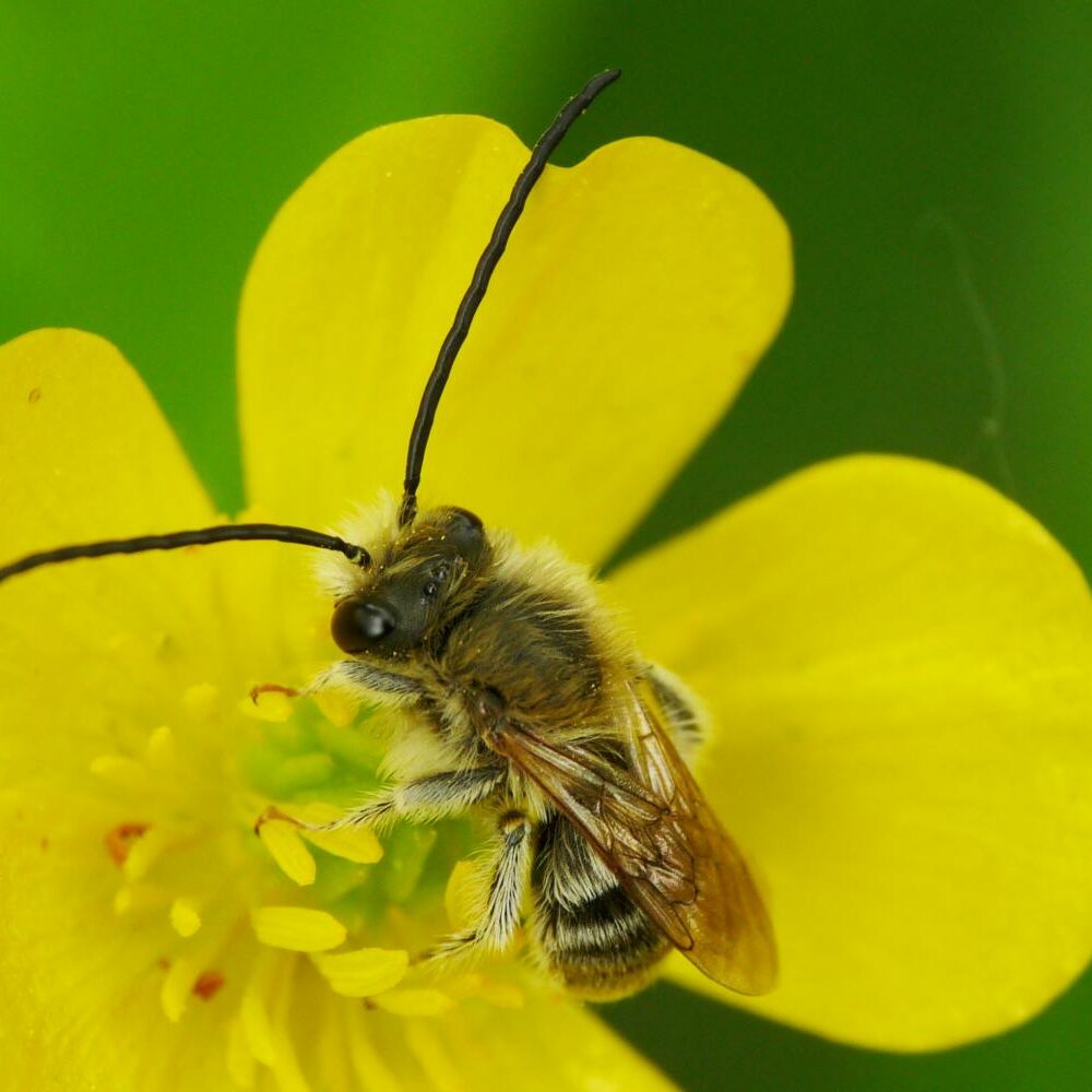 eucera sp maschio